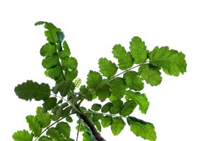 How Can Boswellia Help Joint Pains
