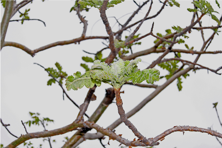 boswellia tree